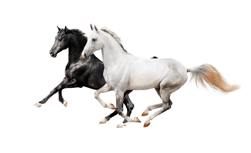 chevaux